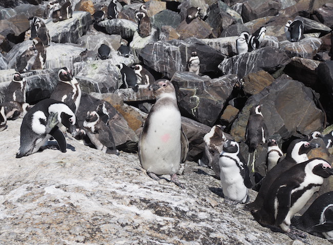 Penguin Boulders Beach