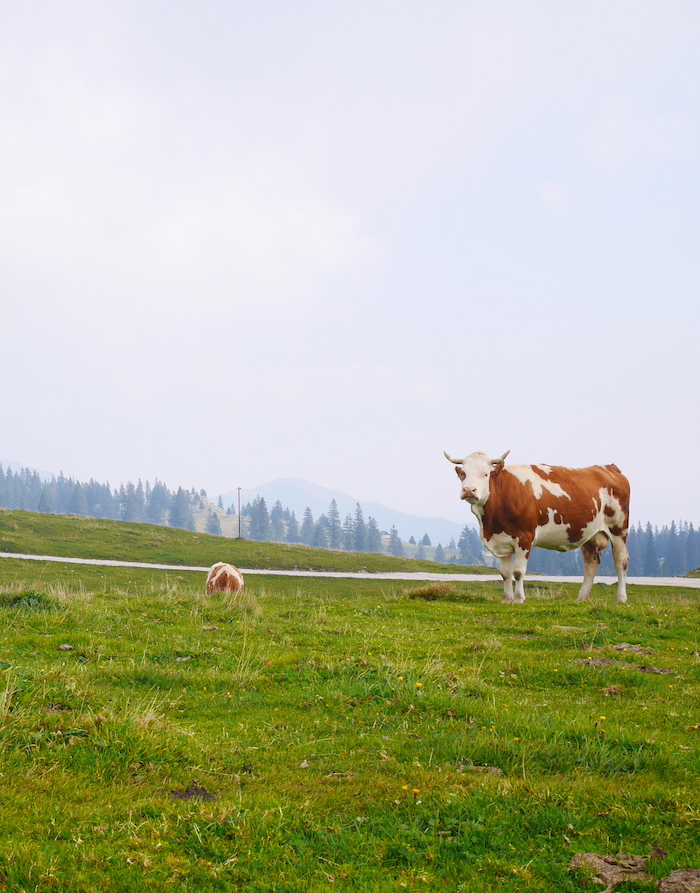 Koeien velika Planina