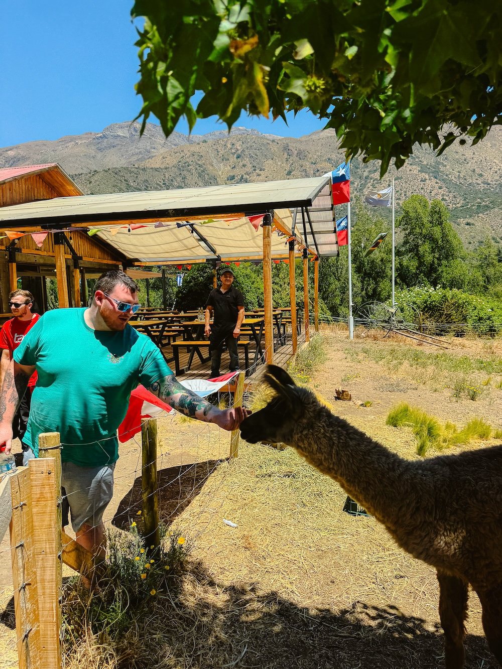 Lama bij Cajón del Maipo