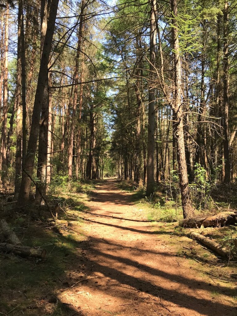 Loons en Drunense duinen bos