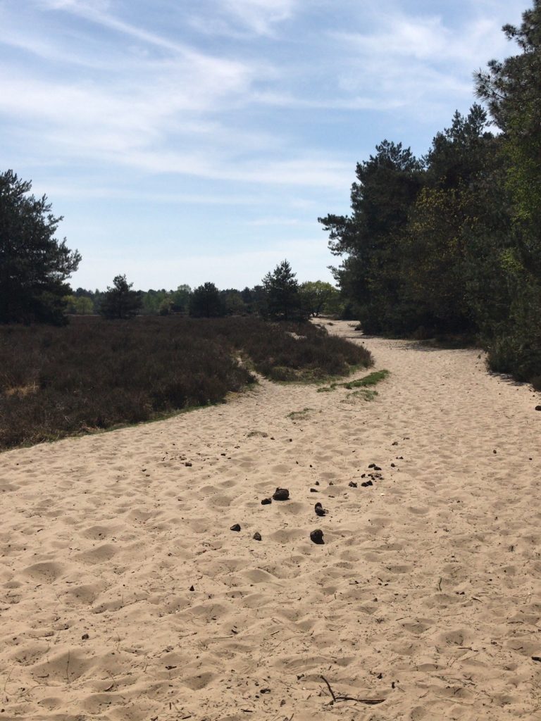 Loonse en Drunense Duinen