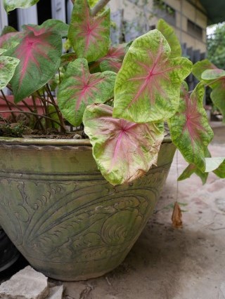Mandalay tempel tuin