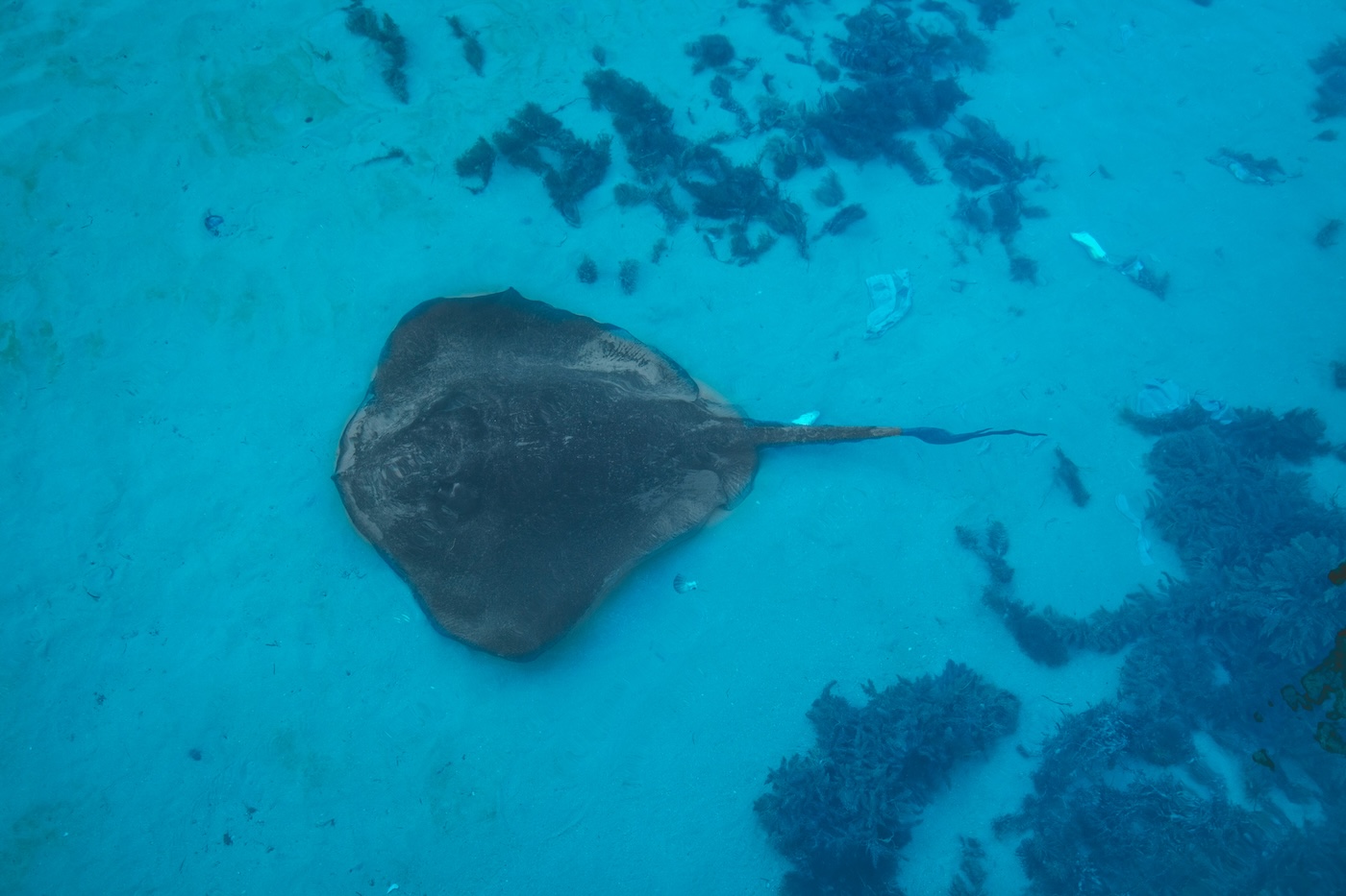 Mantarog Lady Elliot Island