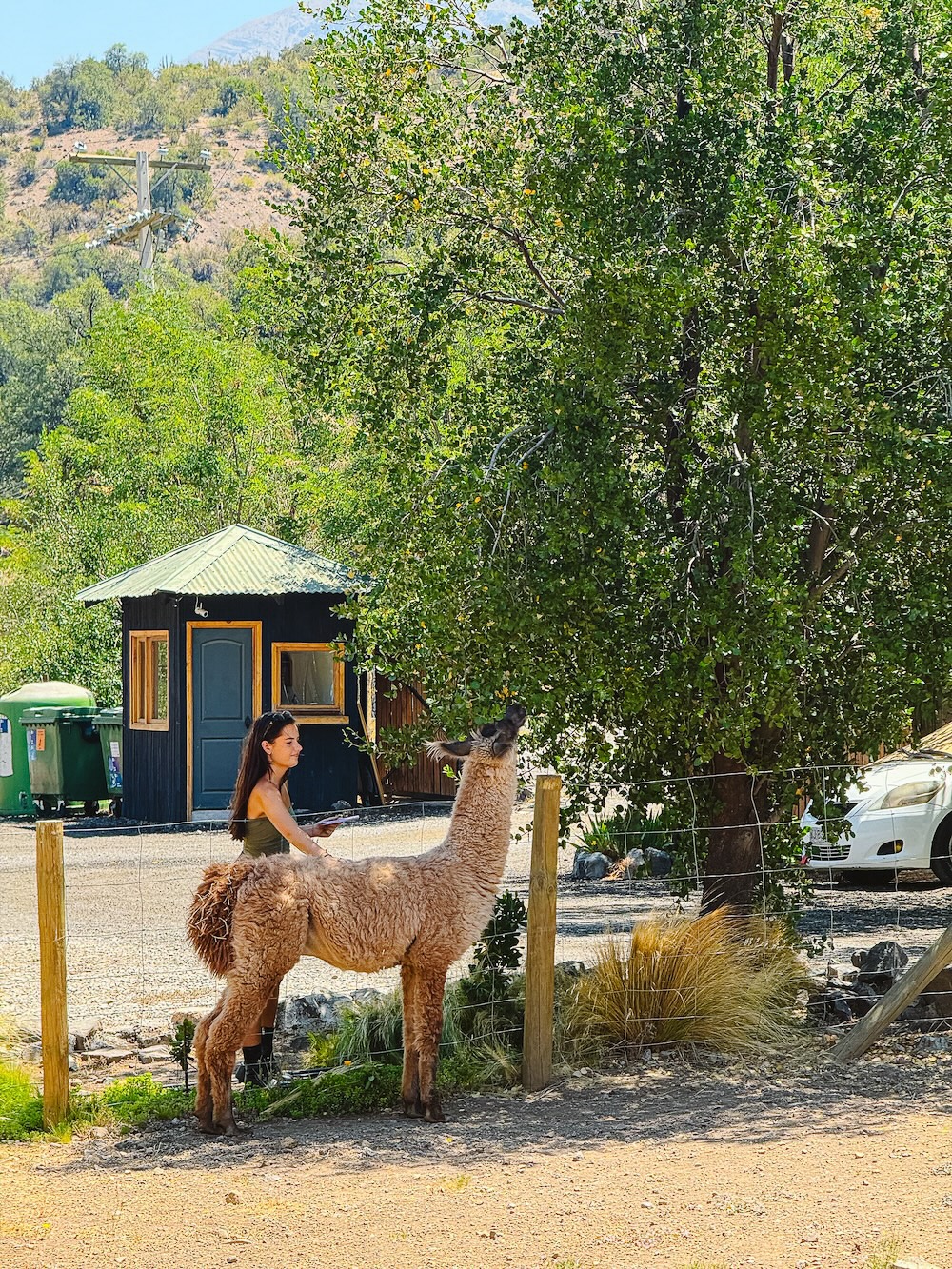 Met de lama bij lunchspot