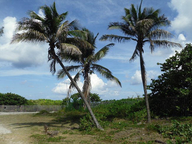 Miami tips welke wijk