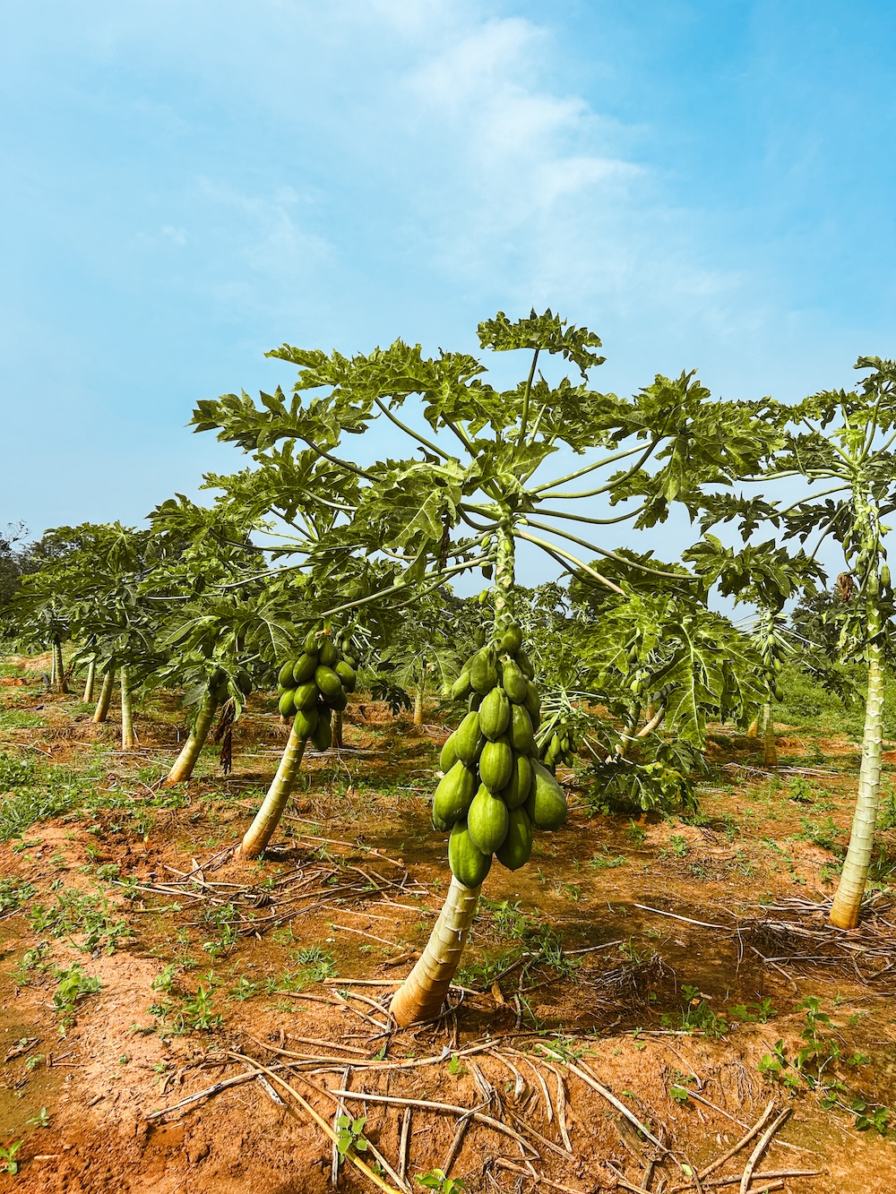 Moestuin The Kingdom Eco Lodge