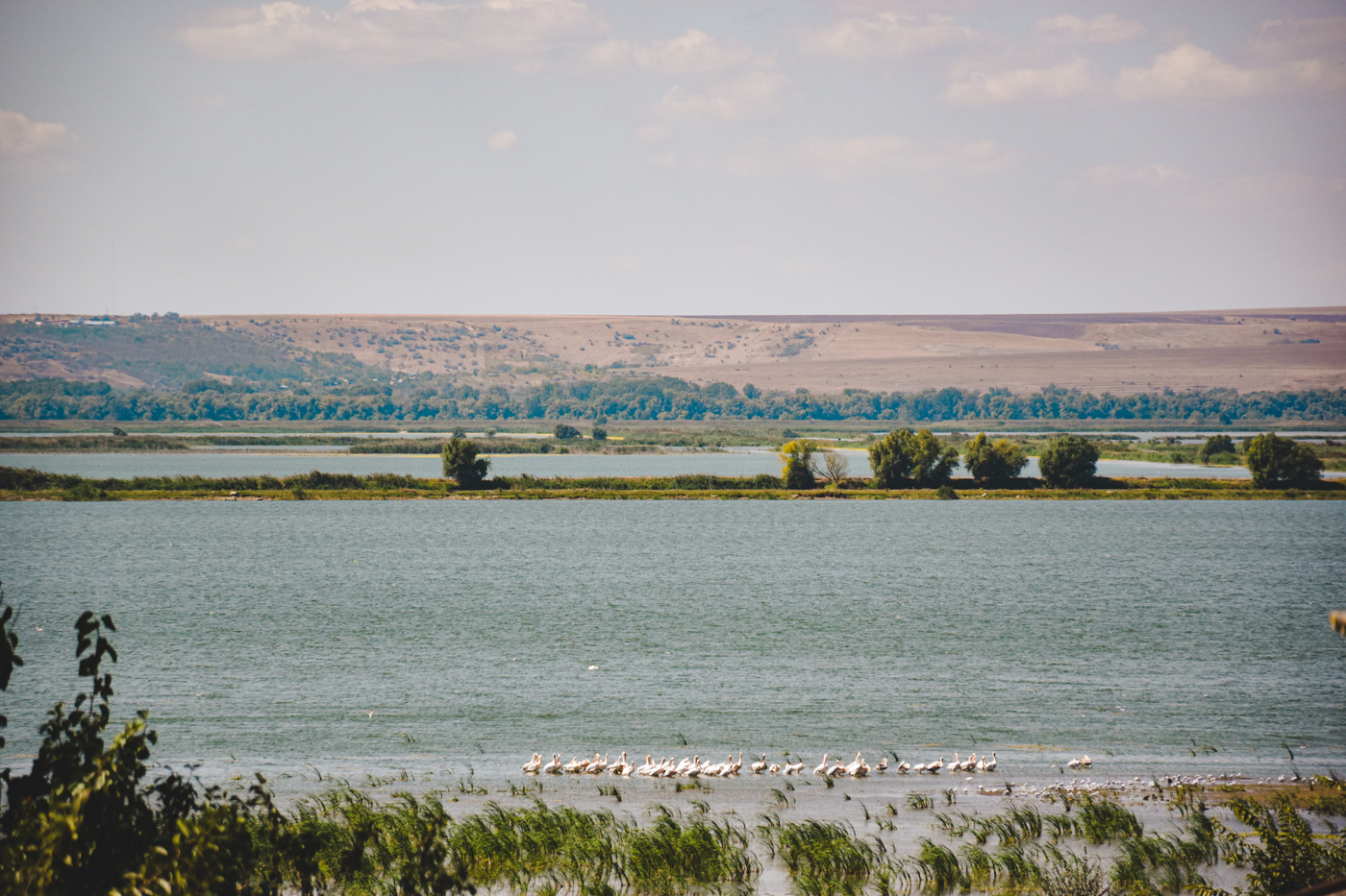 Moldavie natuur Pelikanen in een zwemplas