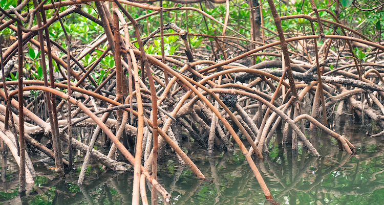 Naples Florida Marco Islands