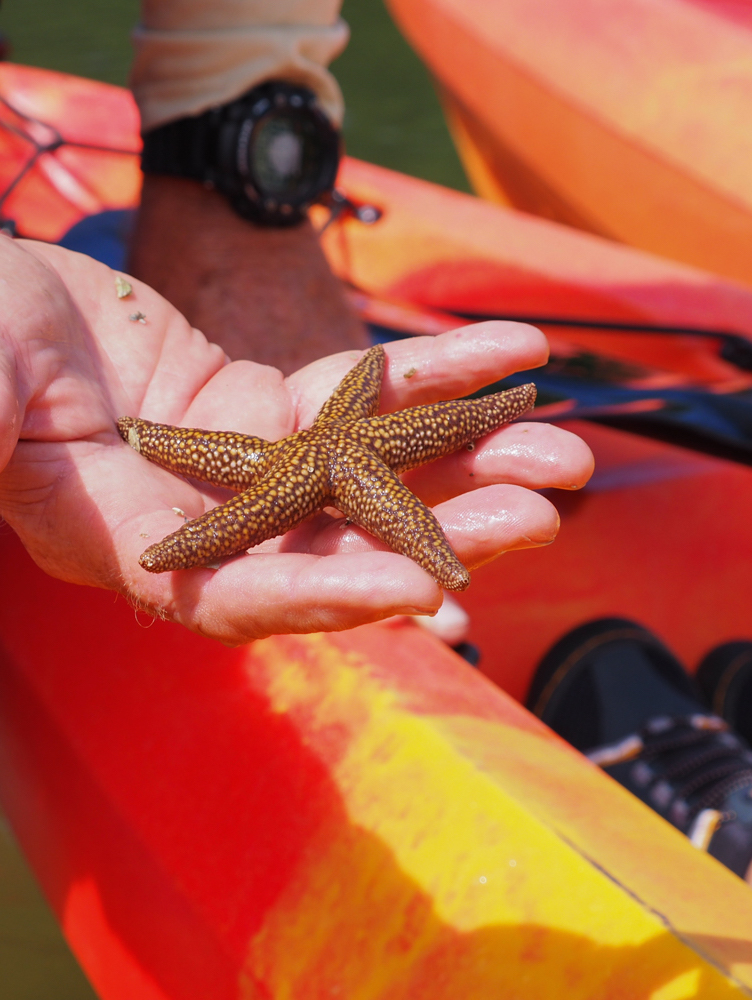 Naples Florida kayak tour zeester