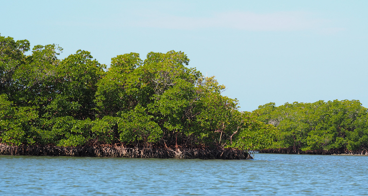 Naples Florida Marco Islands kayak tour