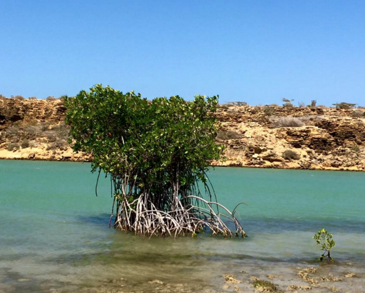 Natuur Punta Gallinas colombia