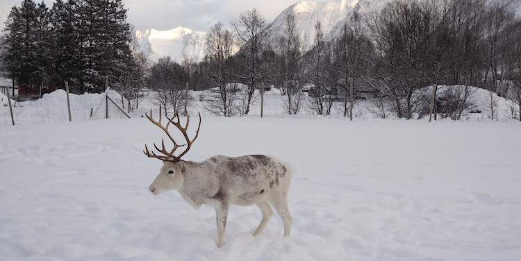 Noorwegen rendieren sami