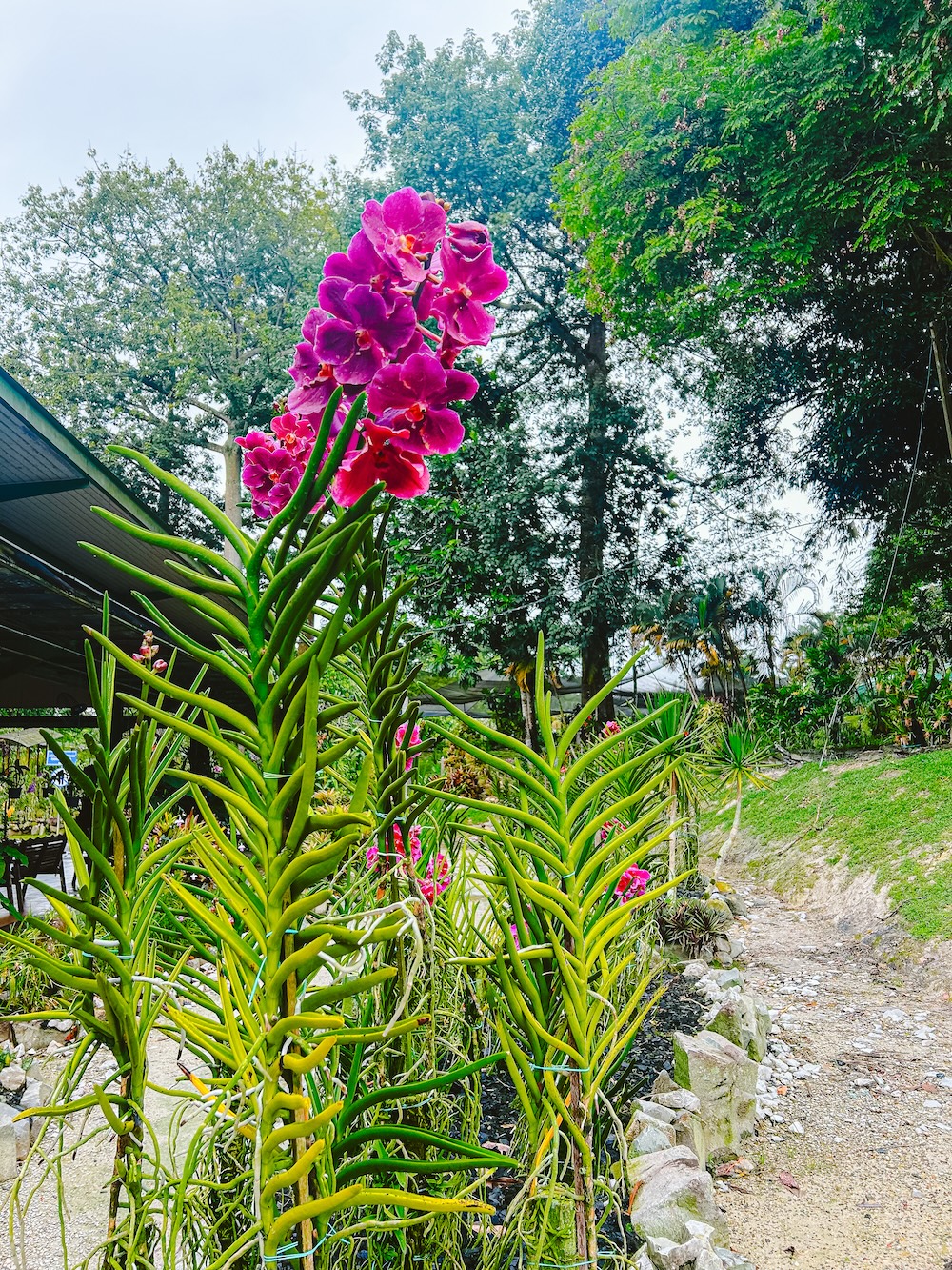 Orchideënpark Kuching Maleisië