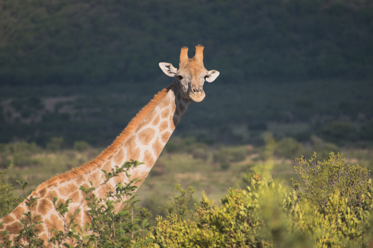 PIlanesberg Zuid Afrika giraffe