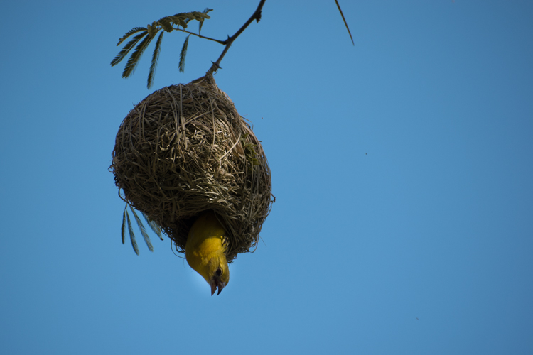 PIlanesberg Zuid Afrika vogeltje nestje