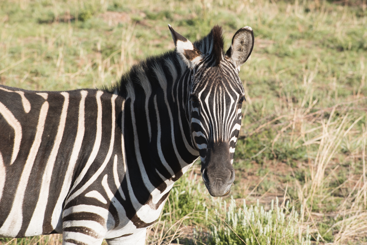PIlanesberg ivory tree lodge zebra