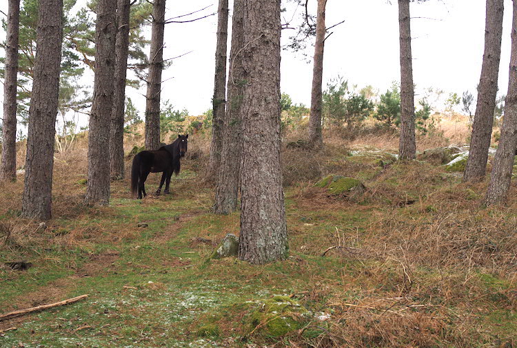 Vale de Poldros paarden