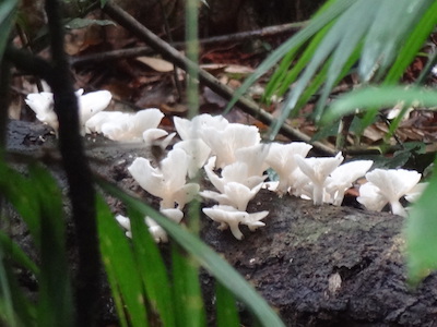 Paddestoelen in Australie natuur