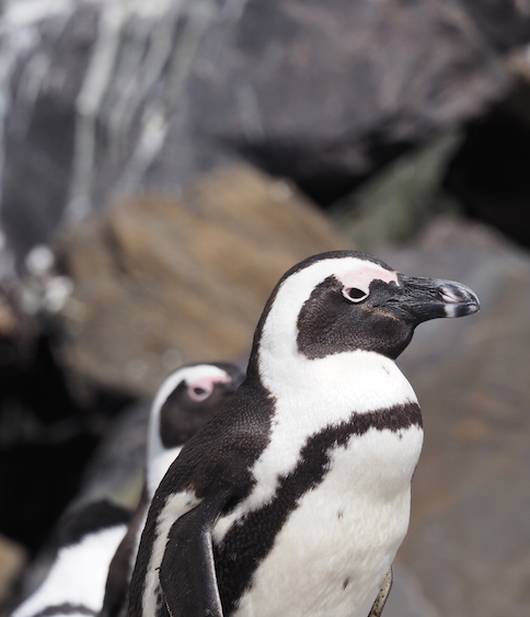 Penguin Boulders Beach