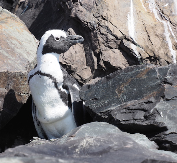 Penguin Boulders Beach