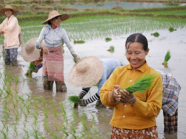 Rijstvelden Inle Meer
