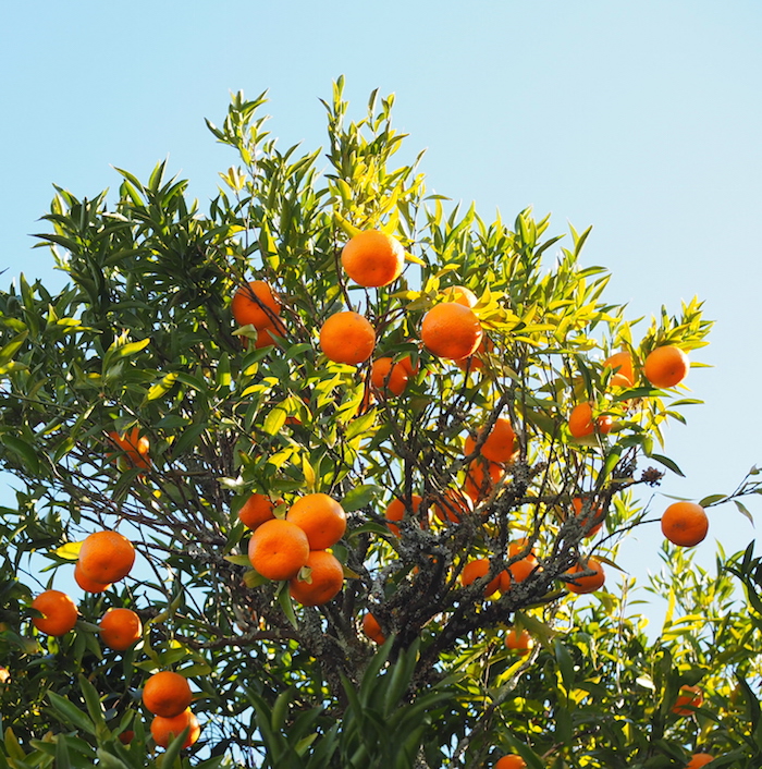 Sinaasappelbomen noord portugal