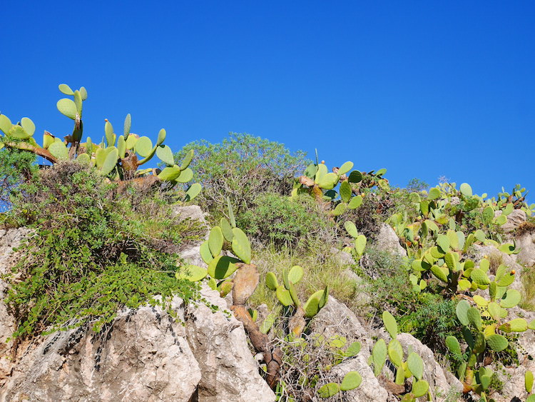Strand sicilie cactussen spotten