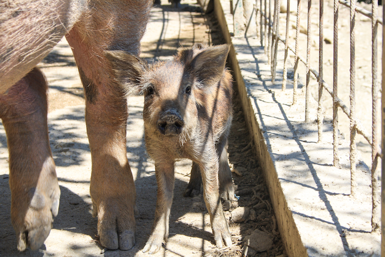 Tribewanted umbrie agriturismo