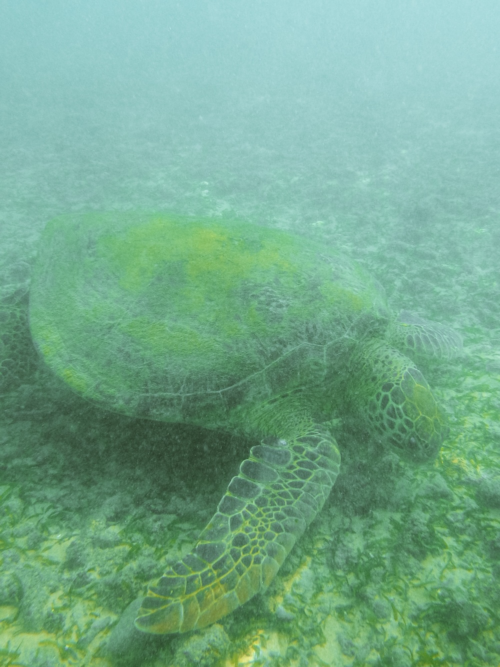 Turtle Point Hiriketiya