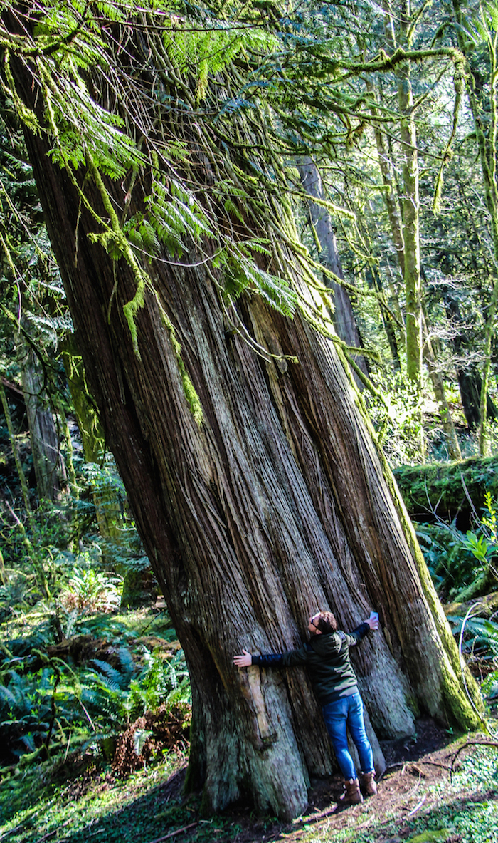 Vancouver island bomen 10.52.38