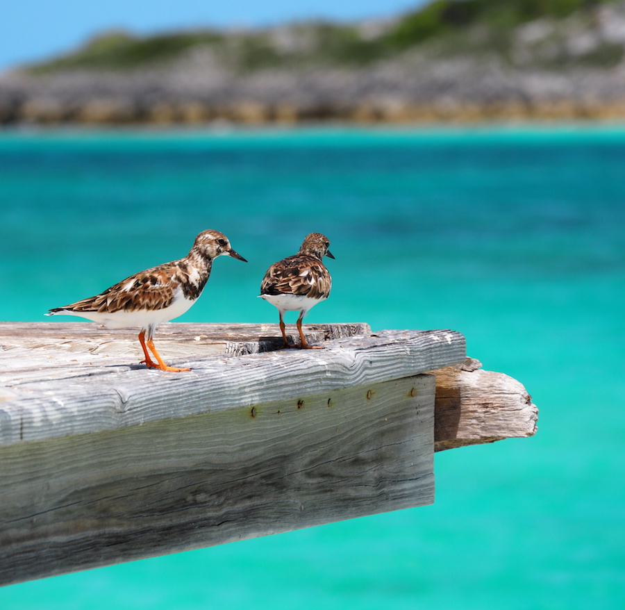 Vogels The Exumas Bahamas