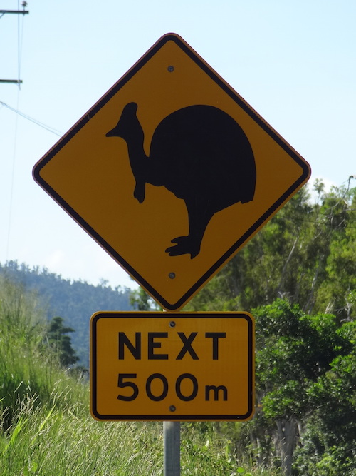 Vogels australie dieren