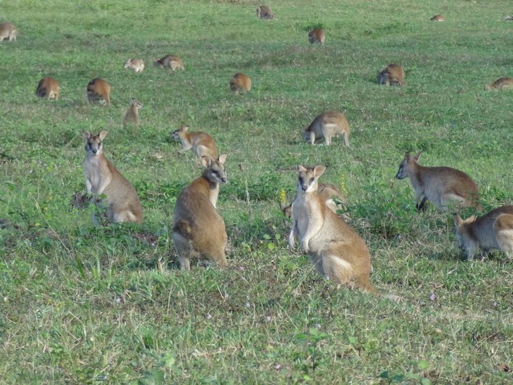 Wallabies dieren in australie