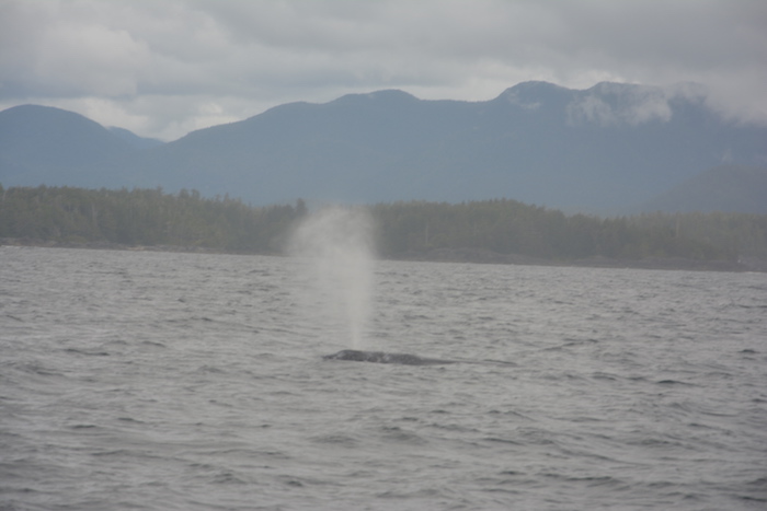 West Canada walvissen spotten Tofino