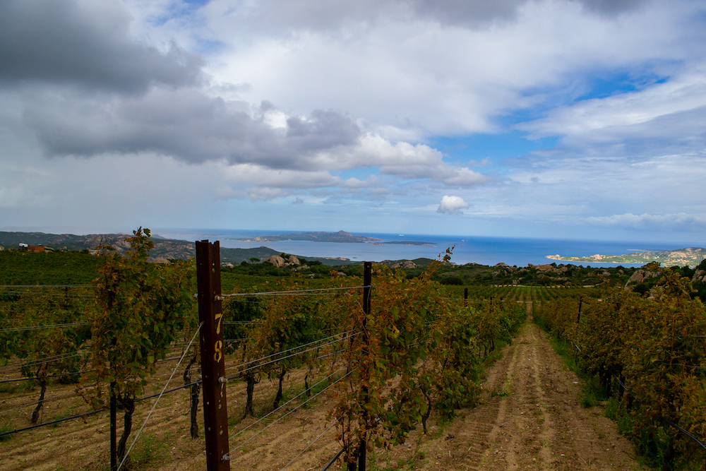 Wijngaard Cantina Ledda noord sardinie tips