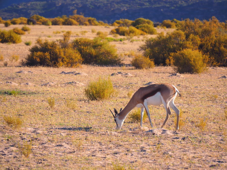 Bontebokken bushmans kloof