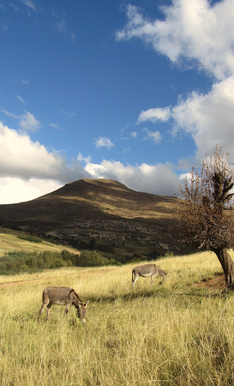 Wildlife lesotho