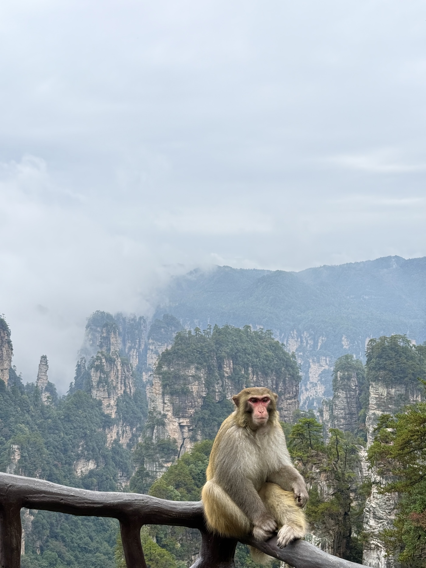 Zhangjiajie aapje