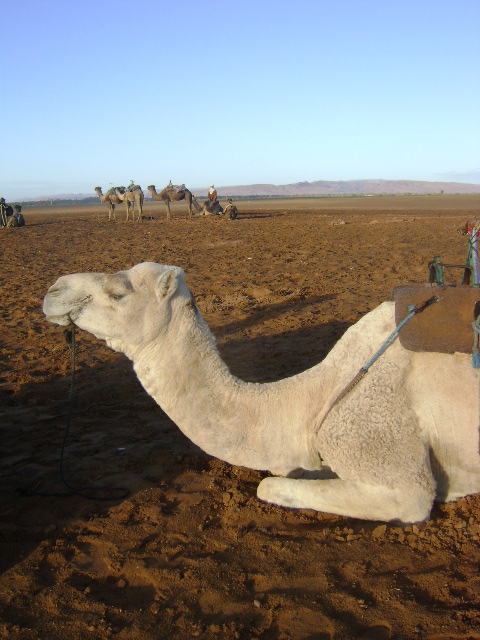 Zijderoute