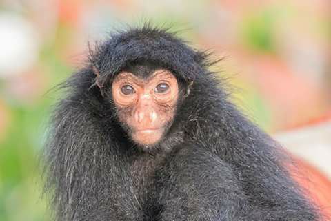 aap jungle suriname jungletocht