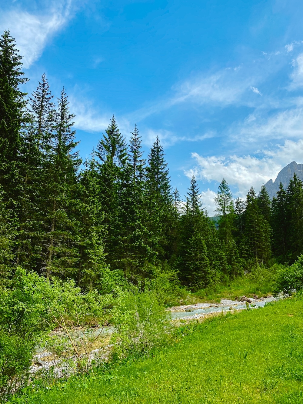 alpenweide en naaldbomen Dolomieten