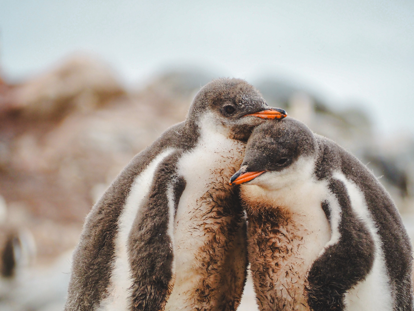 antarctica zeilen boot tips