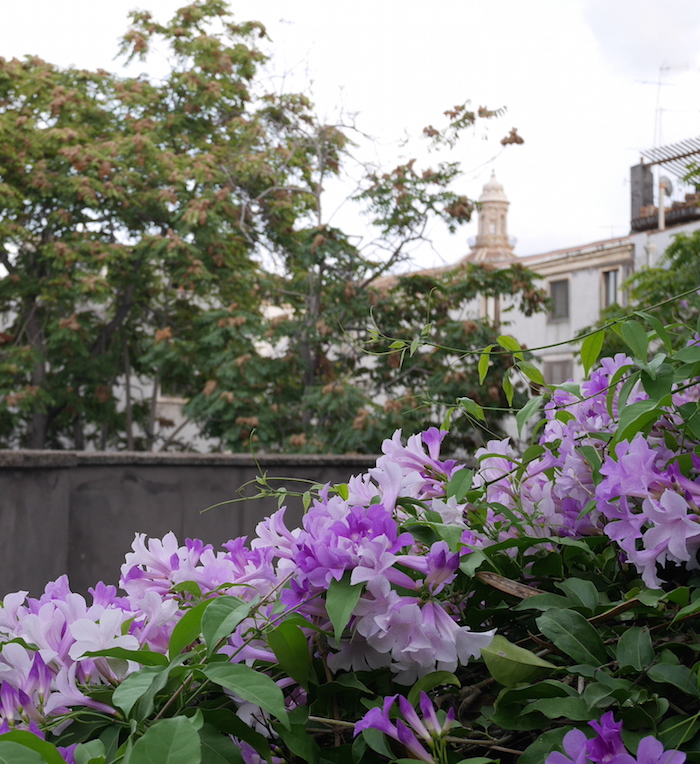 bloemen catania sicilie