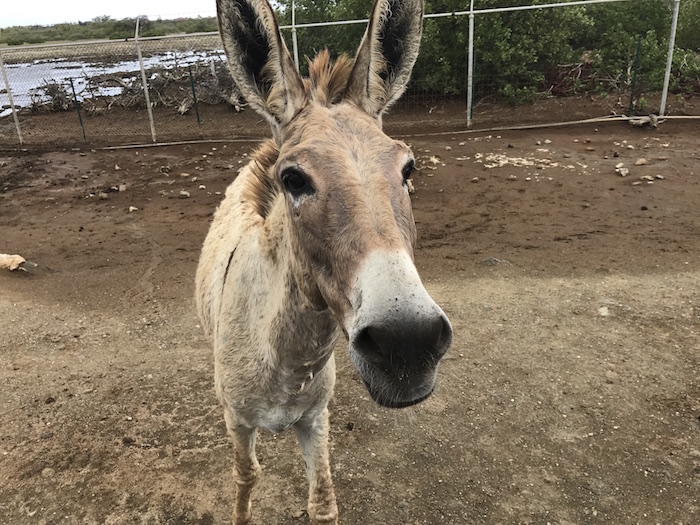 bonaire-donkey-sancturary-2