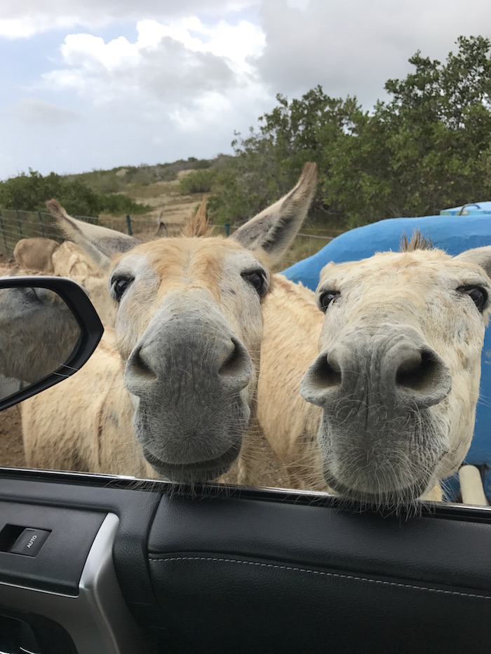 bonaire donkey sancturary vanuit de auto
