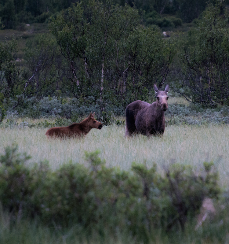 elanden safari noorwegen