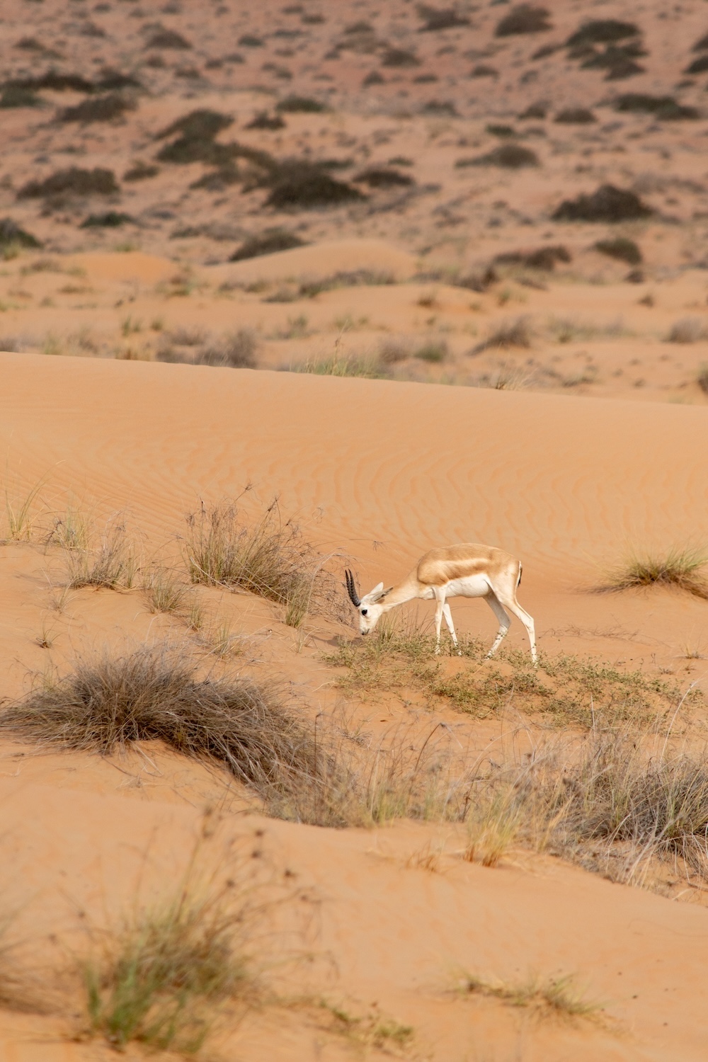 gazelle Dubai Desert Conservation Reserve