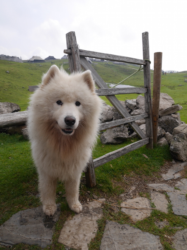 hond slovenie kamnik