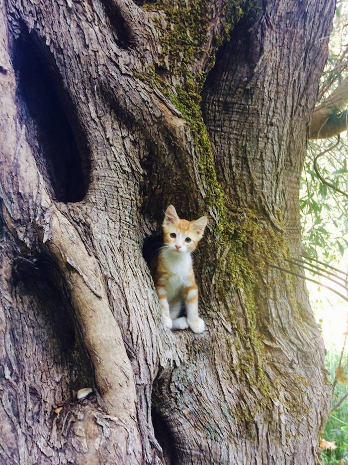 lefkas kitten boom eliza was here olivetto huisje