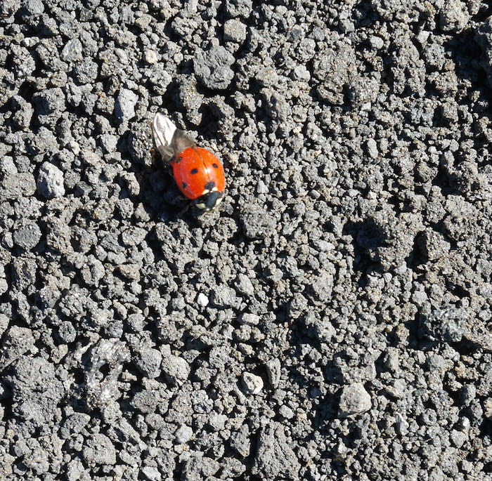 lieveheersbeestje etna sicilie